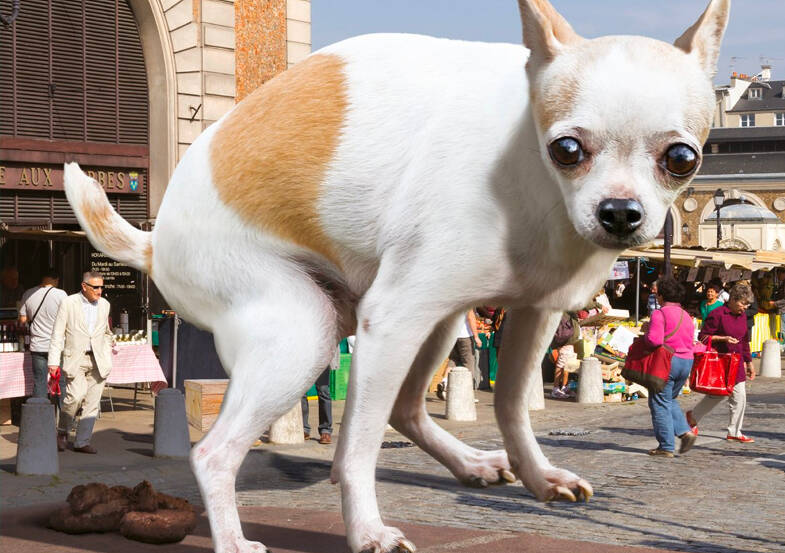 Propreté canine - Ville de Valenciennes