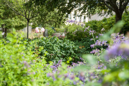 Jardin des Récollets