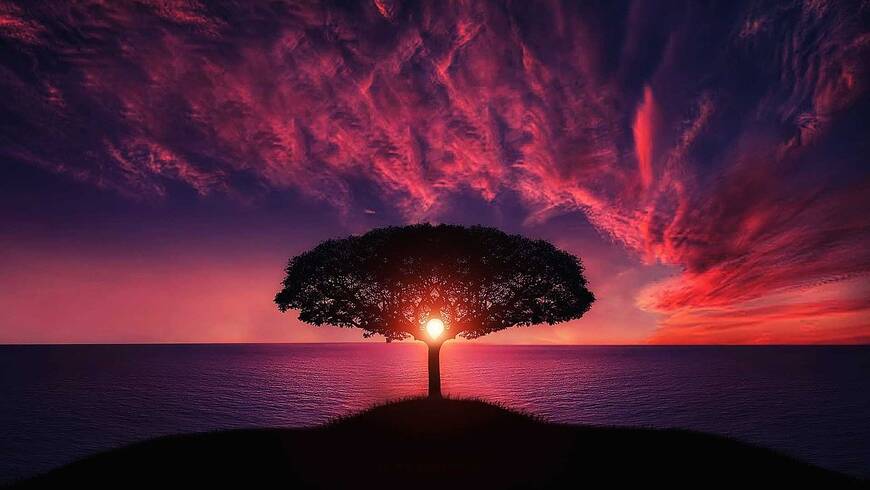 Un arbre au bord de la falaise devant un soleil couchant aux tons violets...